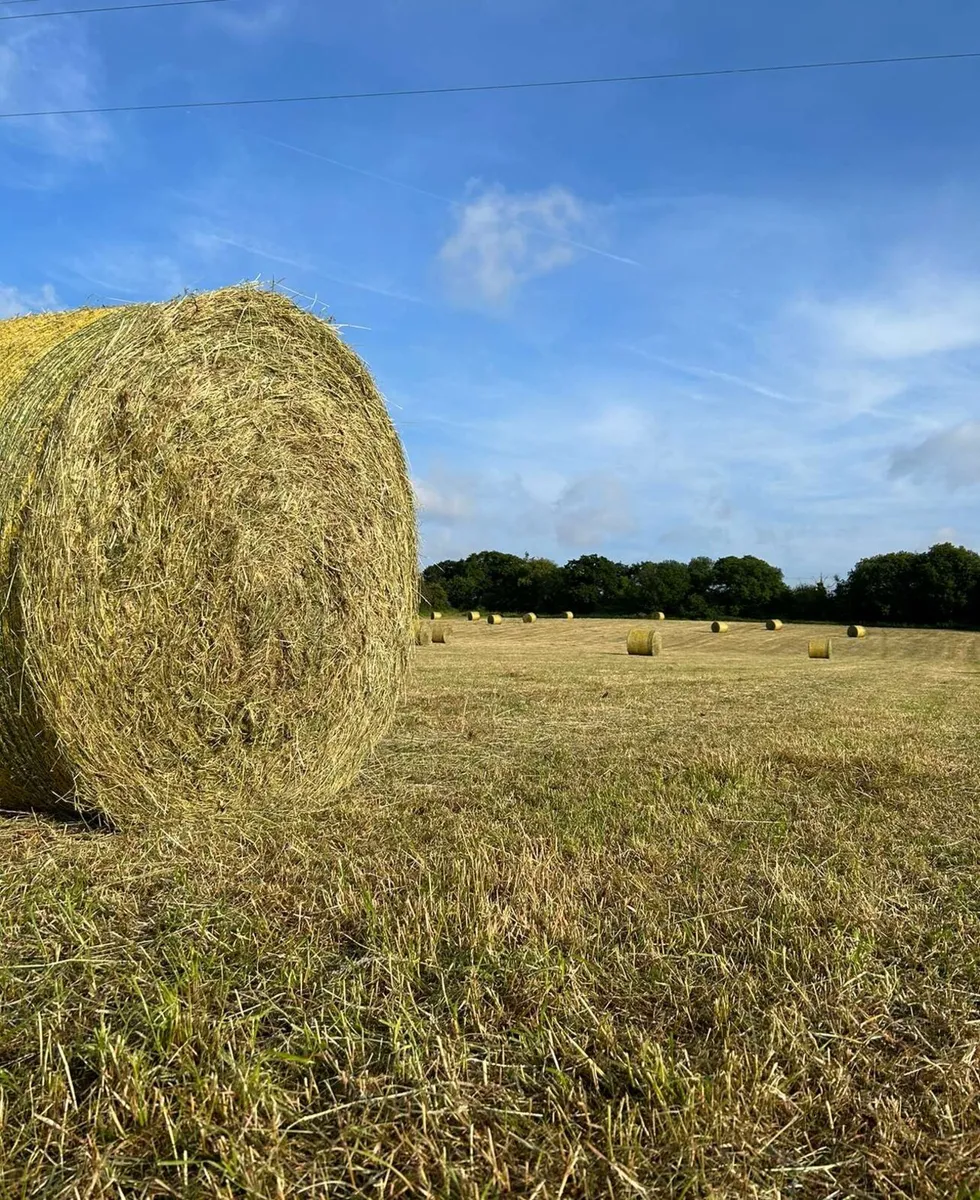 Hay for sale