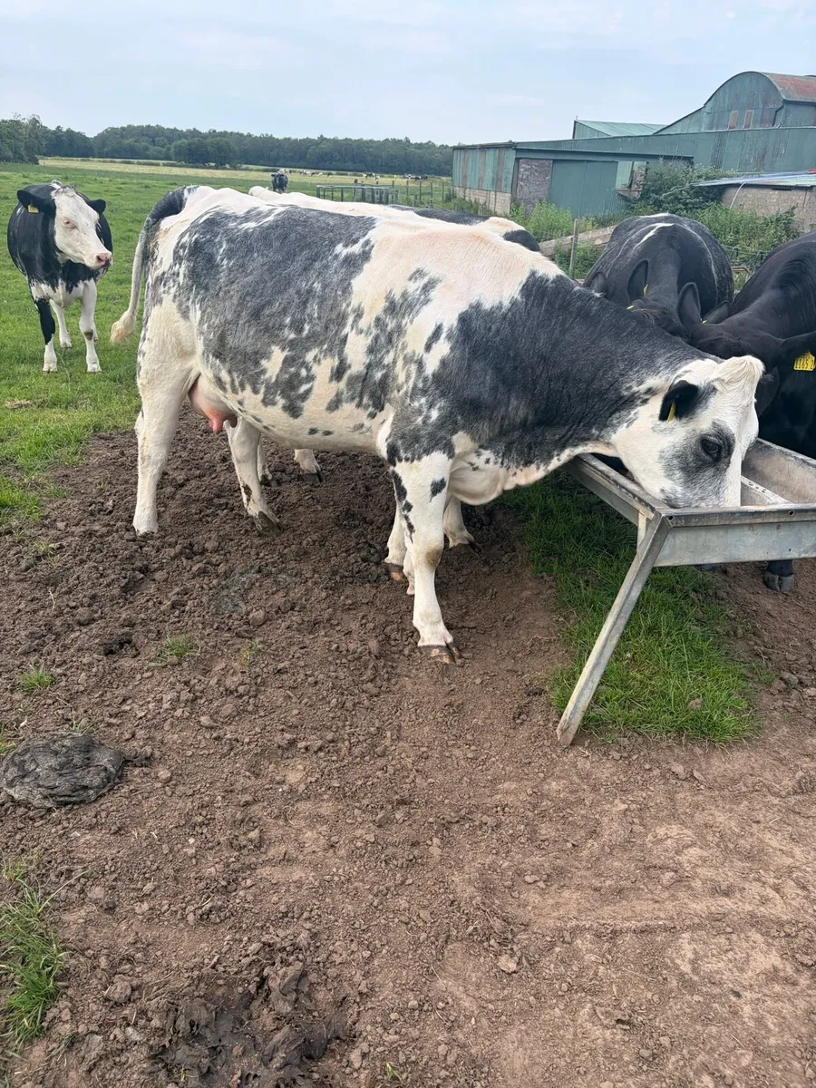 Belgium blue springing heifers - Image 1