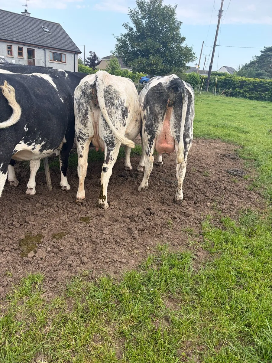 Belgium blue springing heifers - Image 2