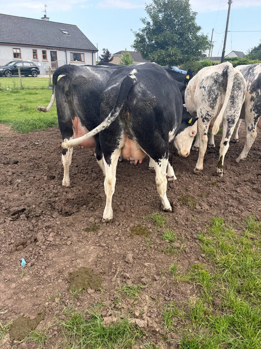 Belgium blue springing heifers - Image 3