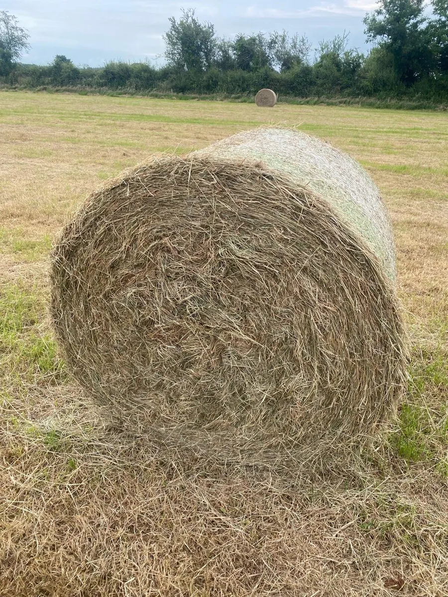 Hay - Image 1