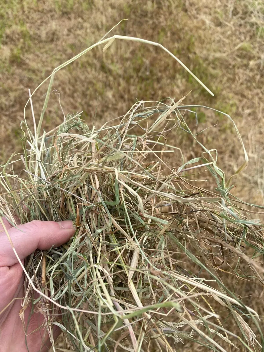 Hay - Image 2