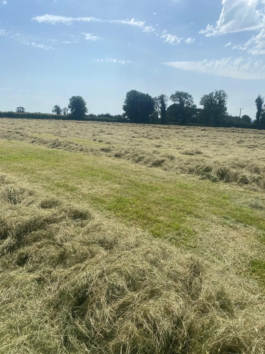 Hay - Image 3