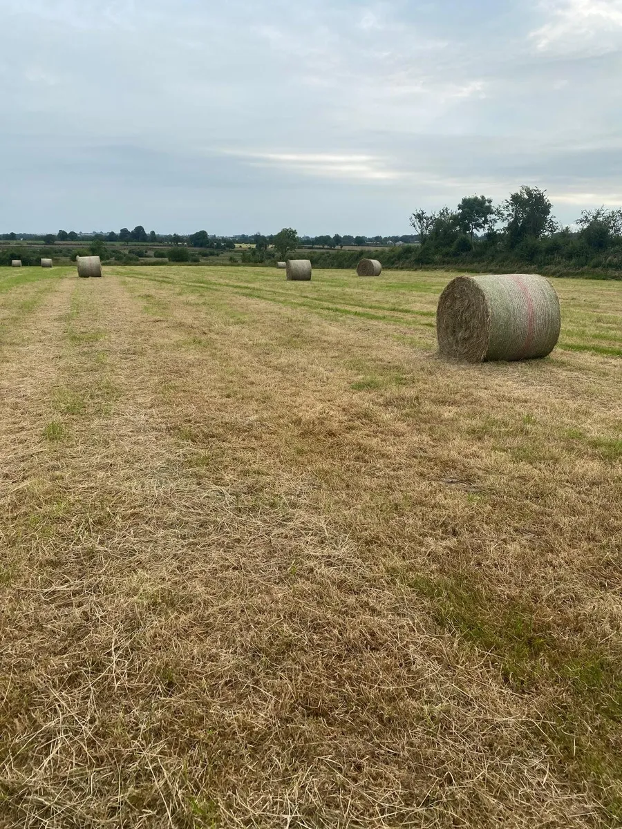 Hay - Image 4