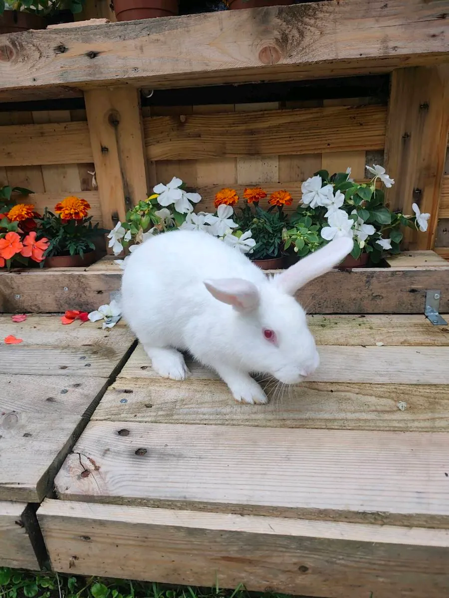 Rabbits - Image 1