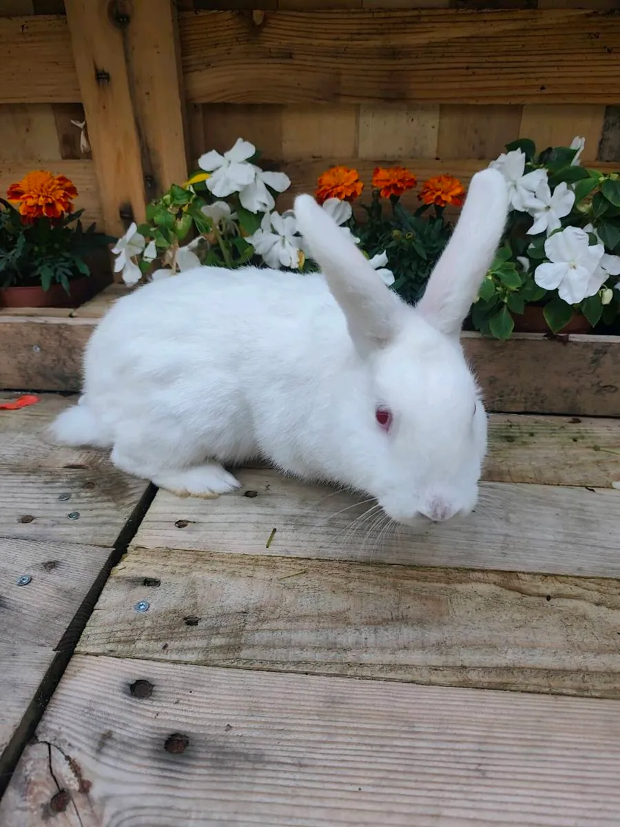 Rabbits - Image 2