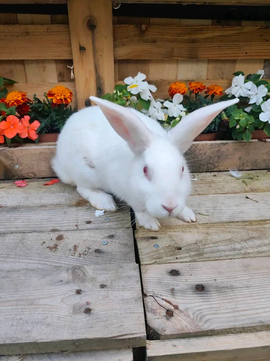 Rabbits - Image 3