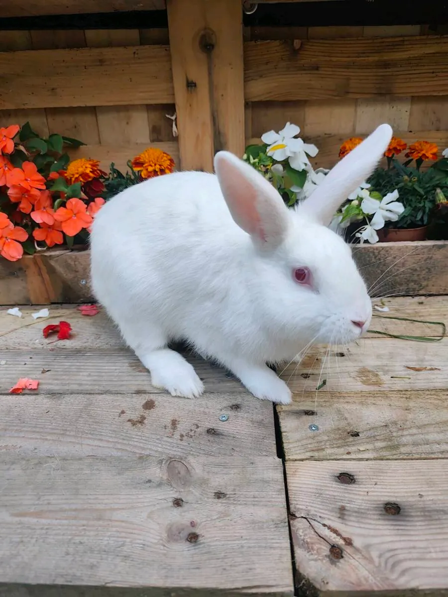 Rabbits - Image 4
