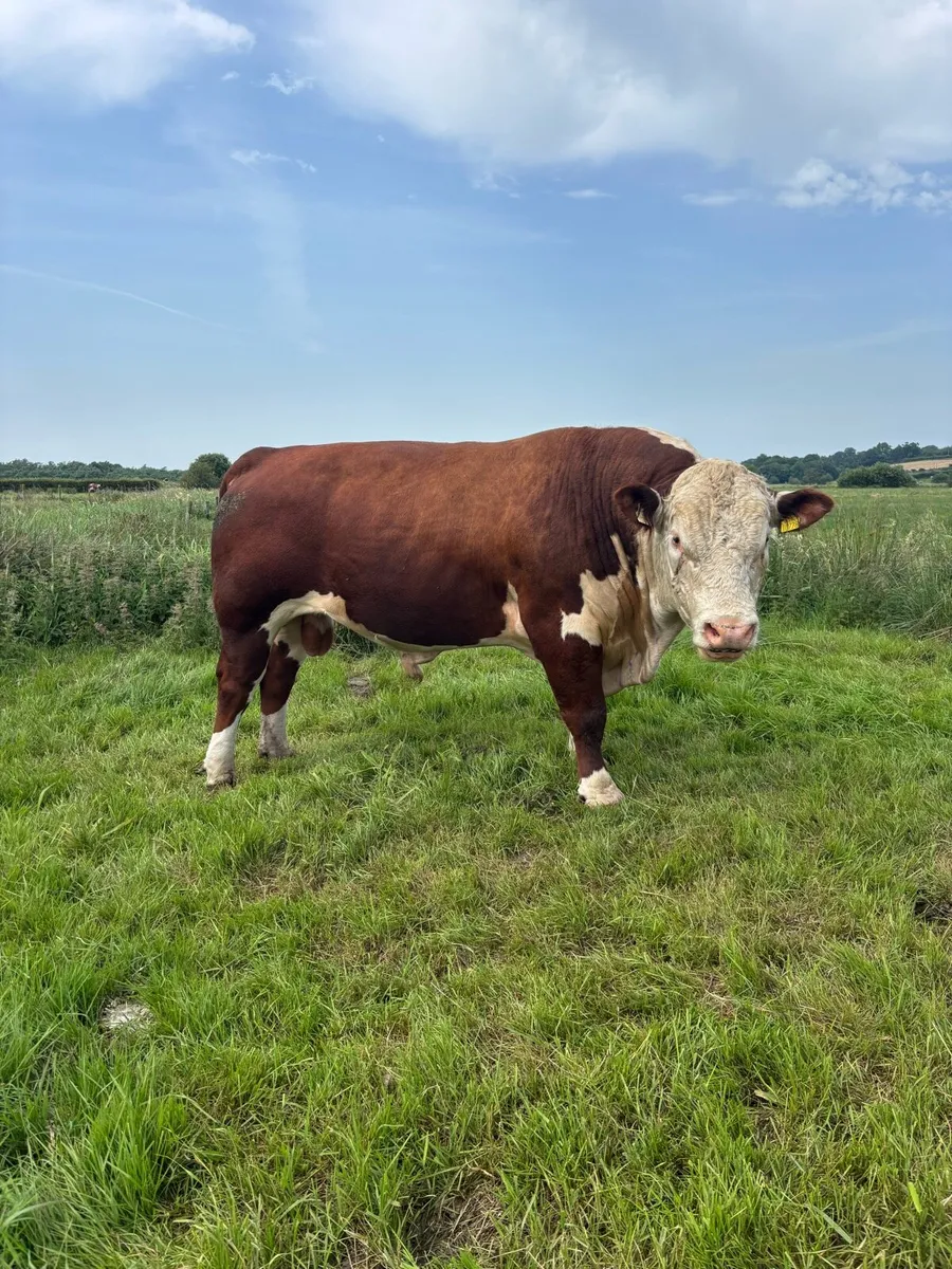 Hereford bull - Image 2
