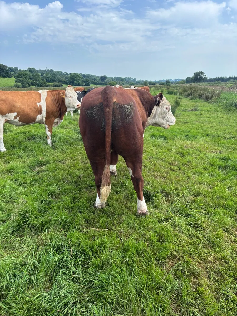 Hereford bull - Image 3