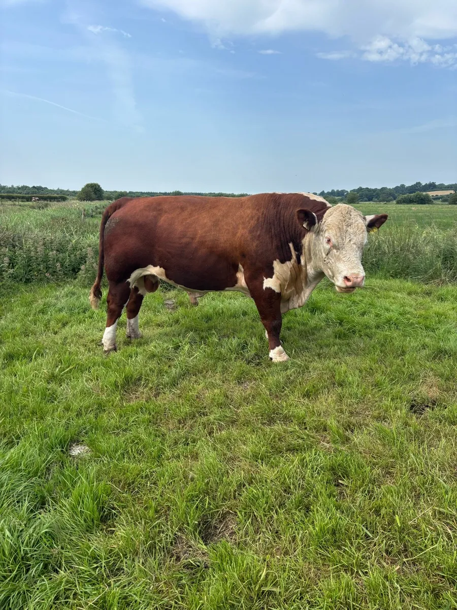 Hereford bull - Image 1