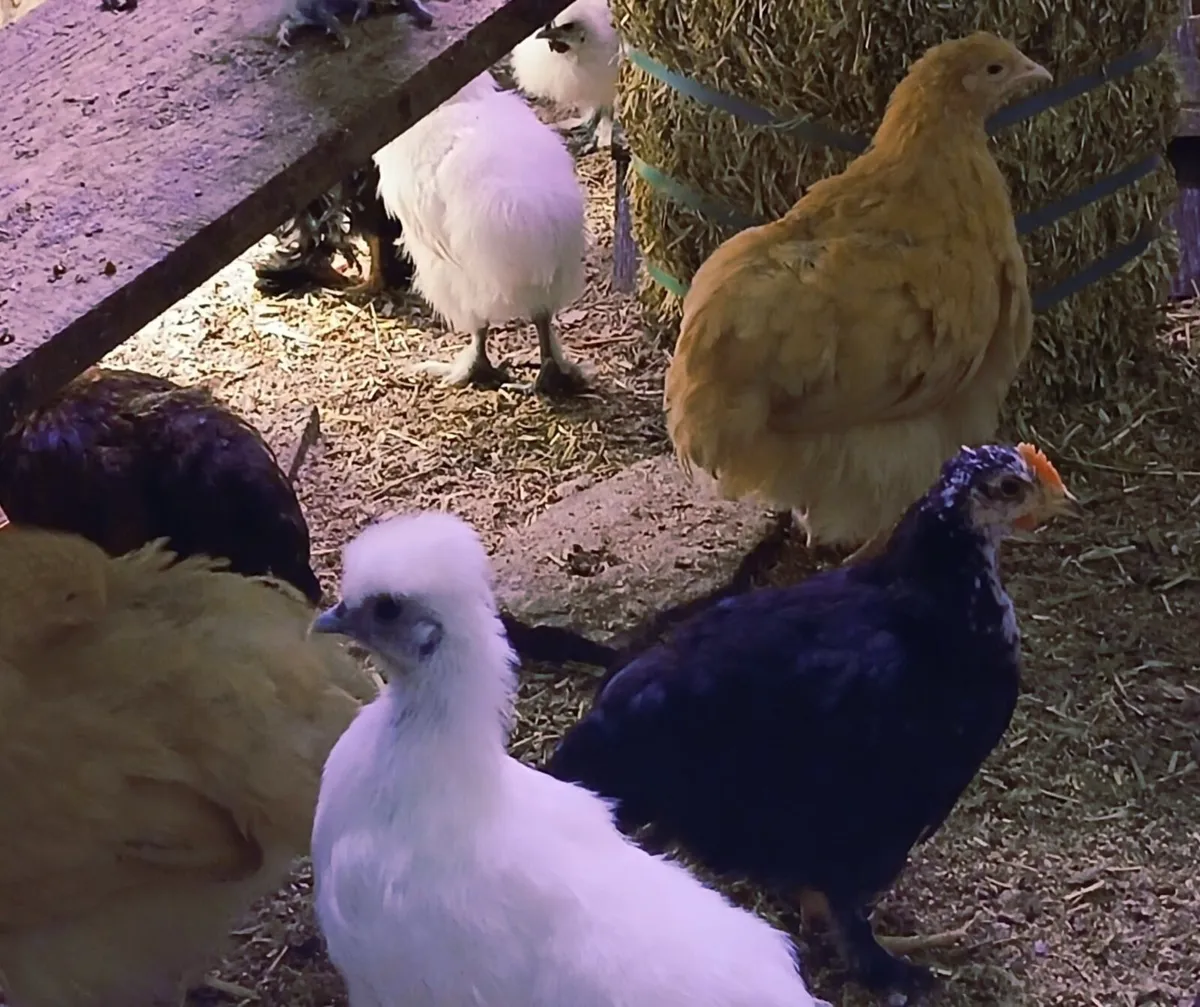 Silkies - Image 1