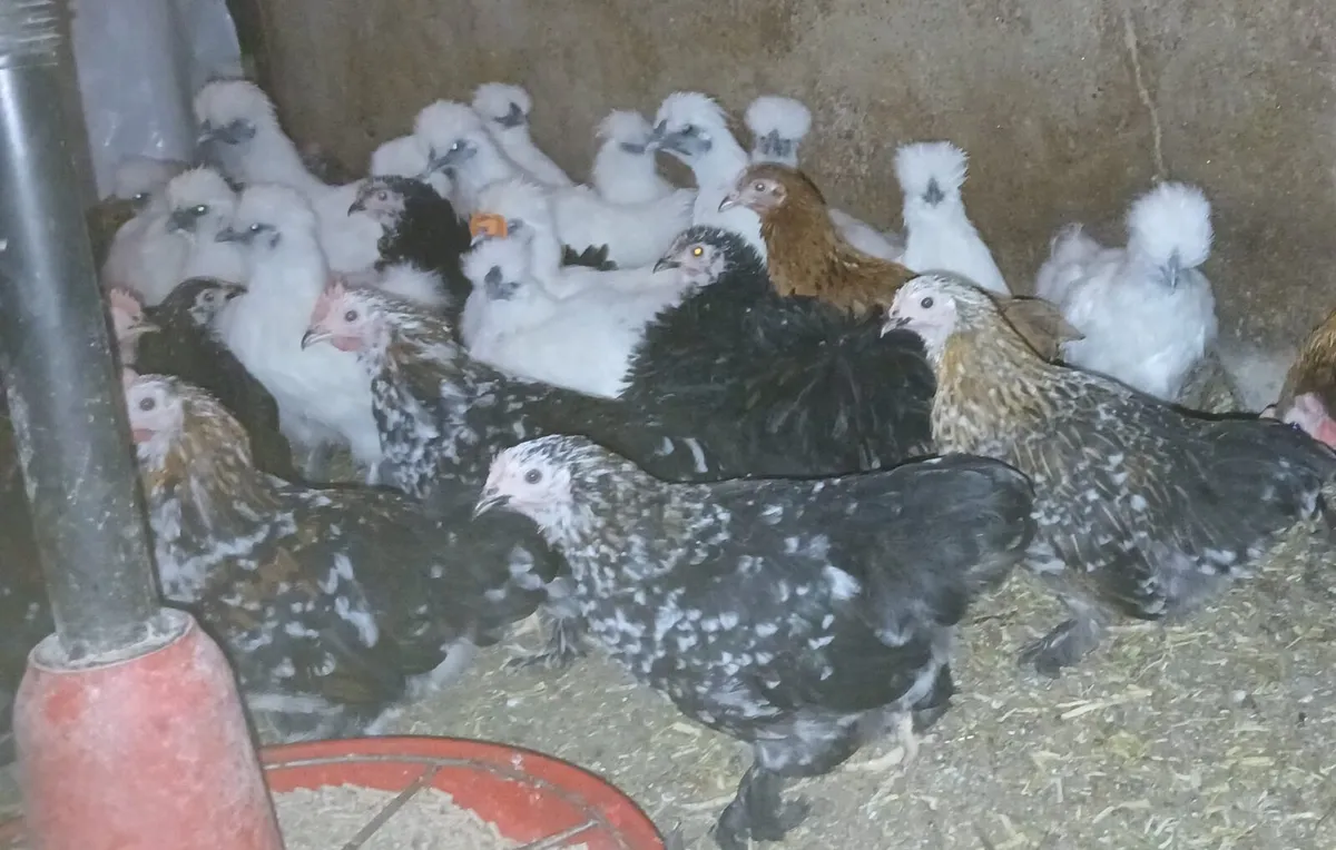 Bantam pekins - Image 3