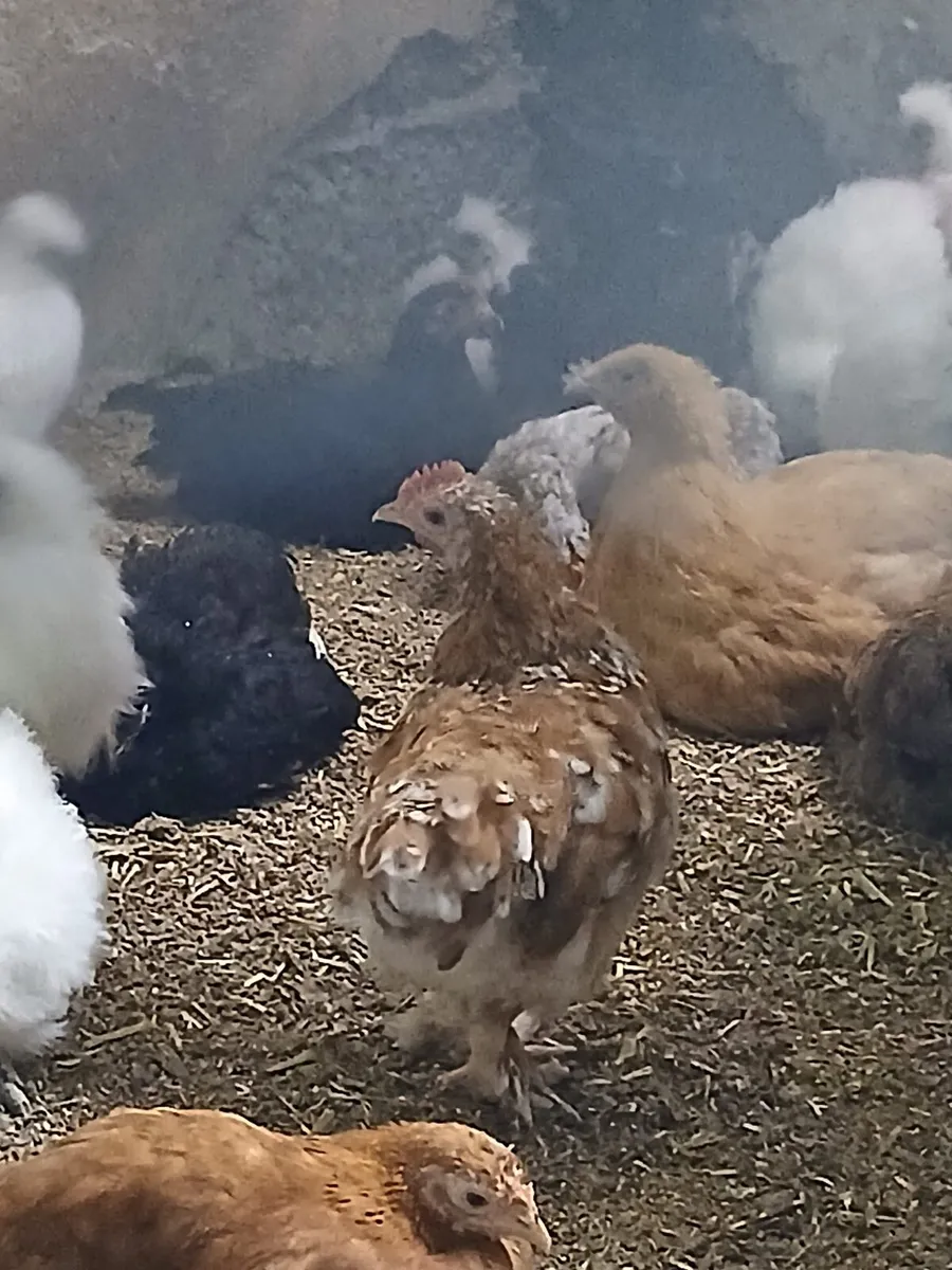 Bantam pekins - Image 4