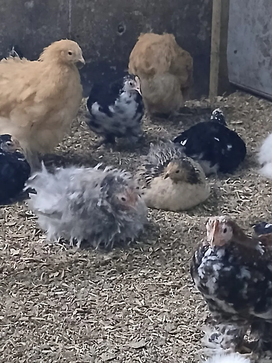 Bantam pekins - Image 1