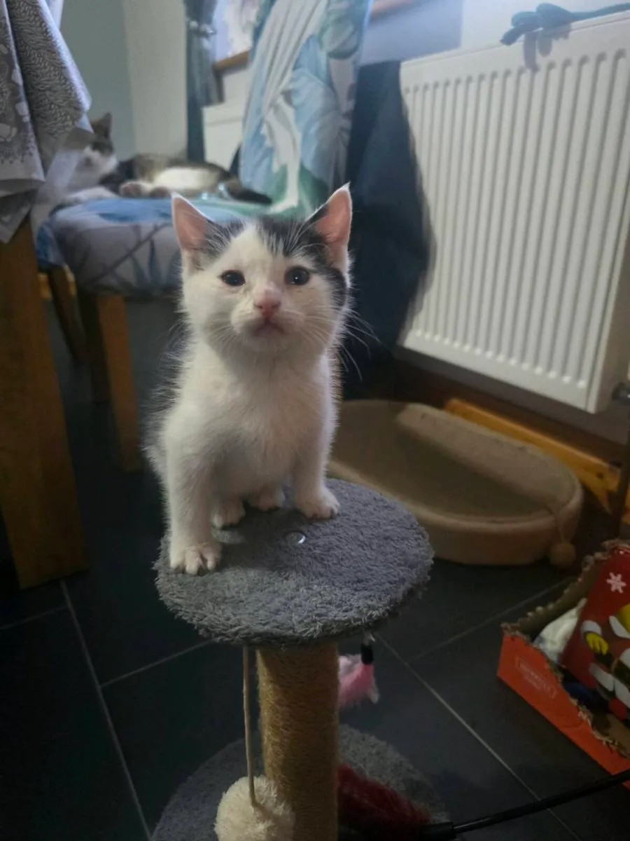 Beautiful female kitten - Image 4
