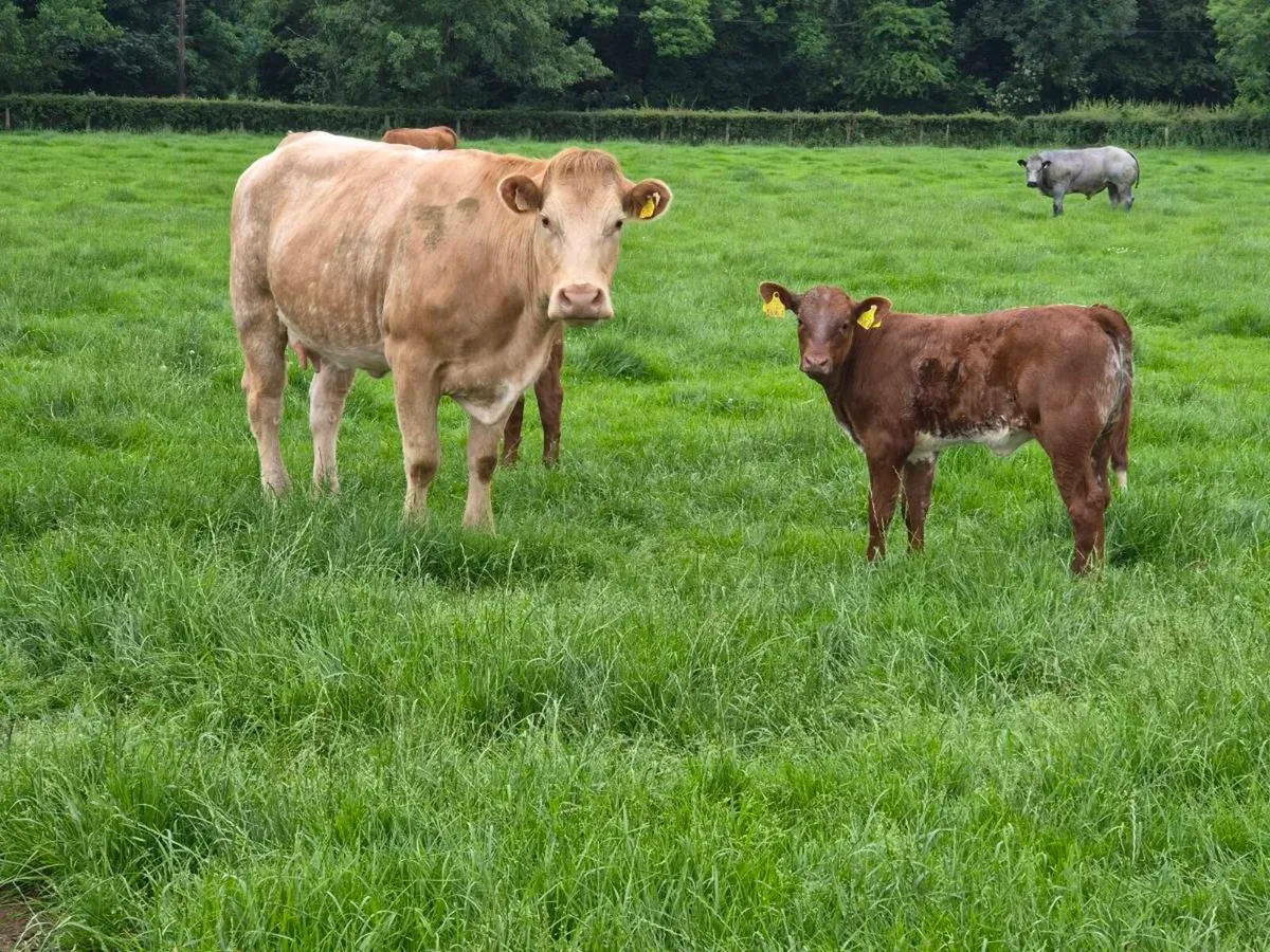 Cow and calf outfits - Image 1