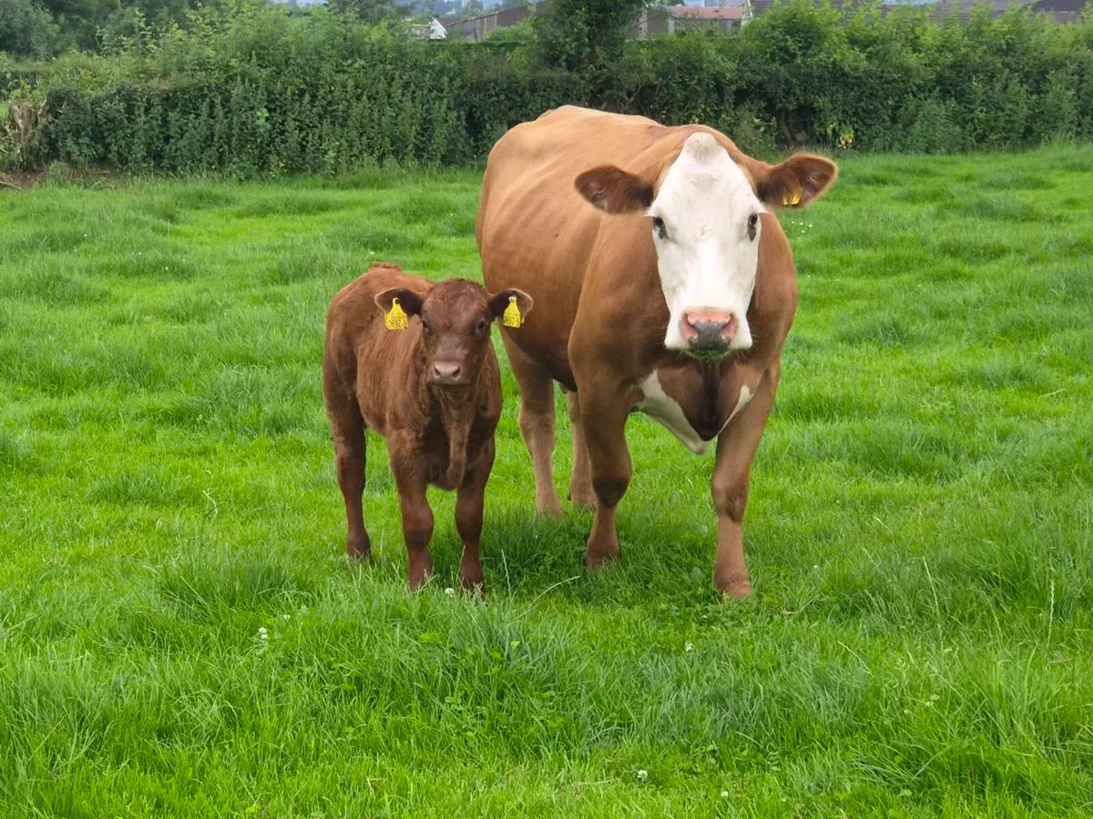 Cow and calf outfits - Image 2