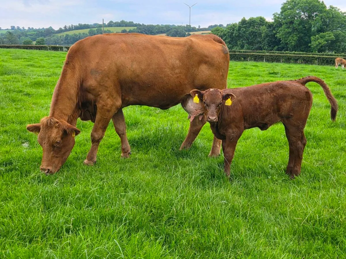Cow and calf outfits - Image 3