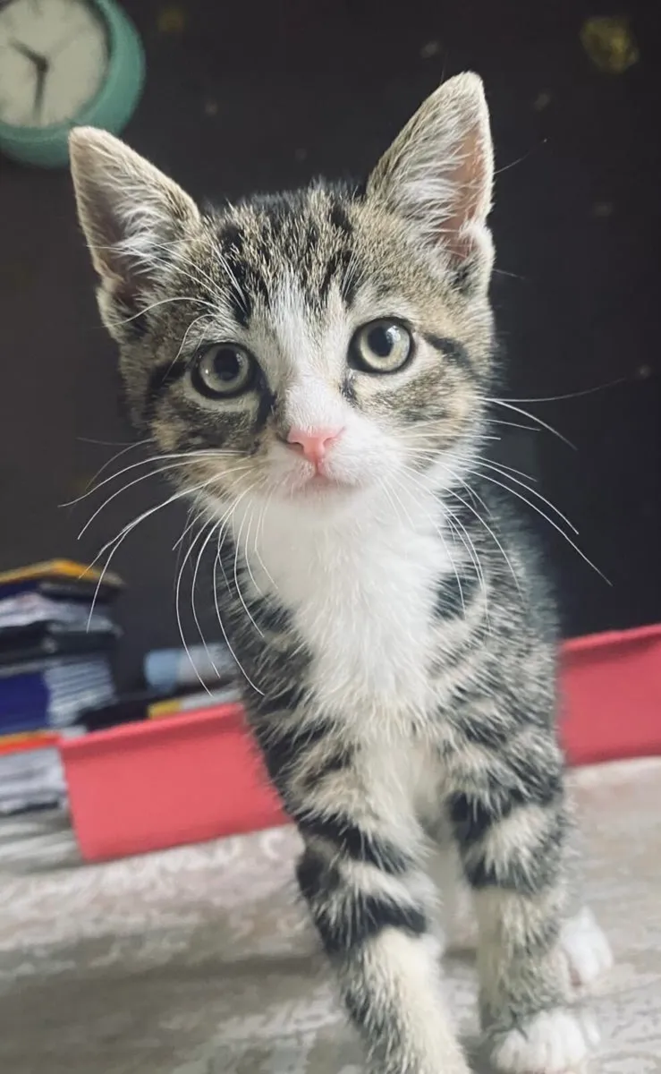 Sandybell (Tabby Kitten) - Image 1