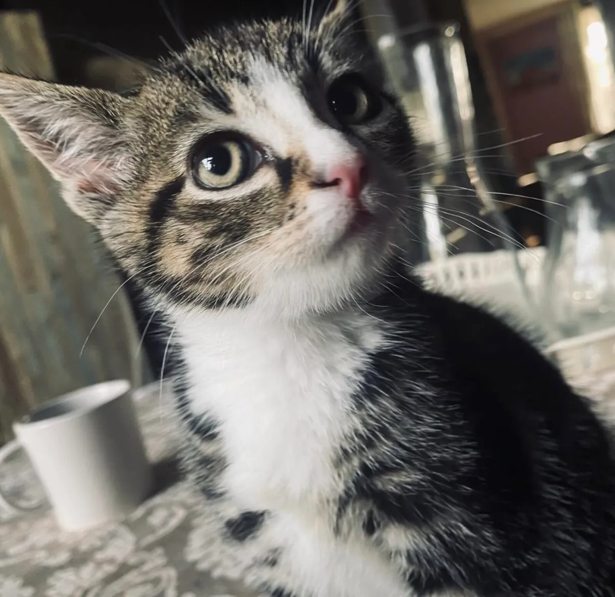 Sandybell (Tabby Kitten) - Image 2