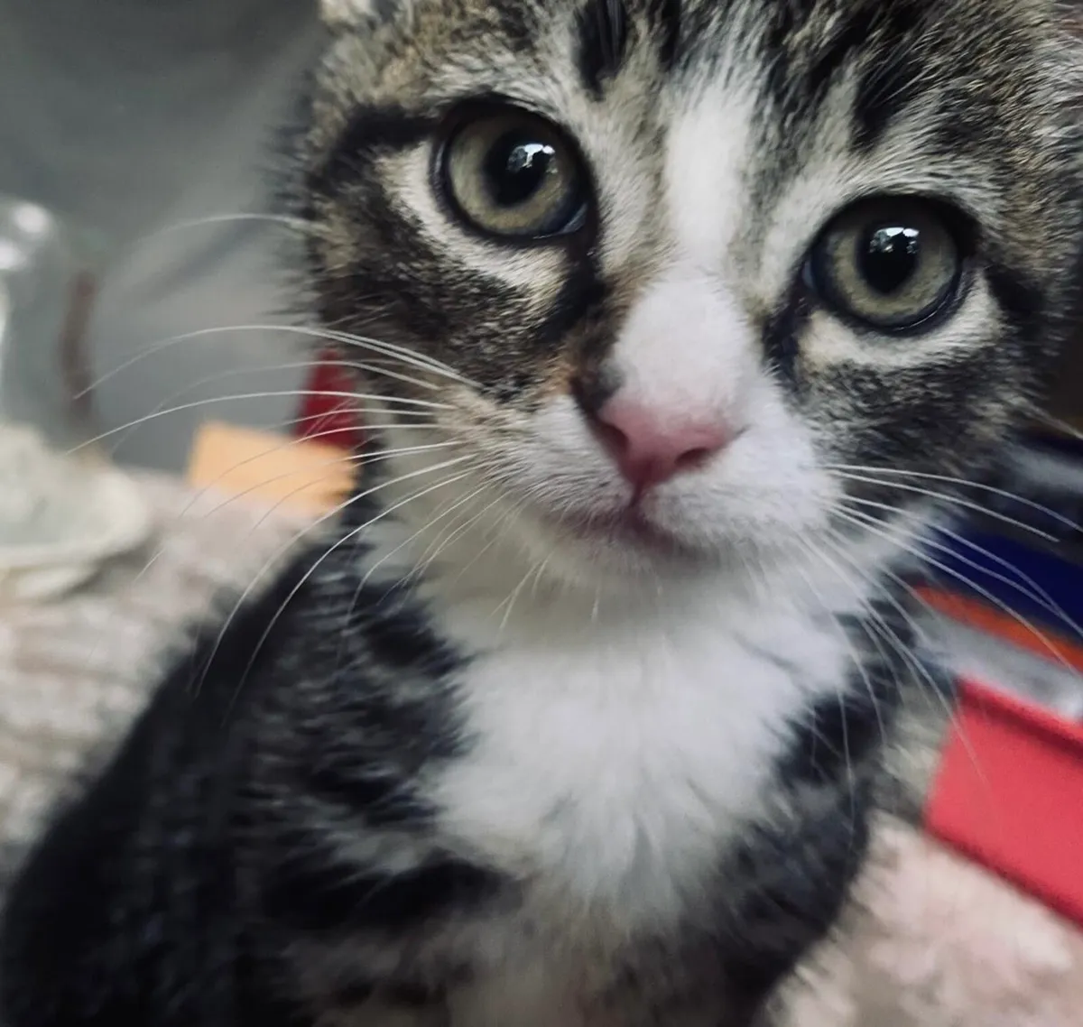 Sandybell (Tabby Kitten) - Image 3