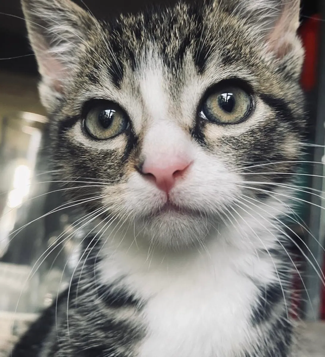 Sandybell (Tabby Kitten) - Image 4