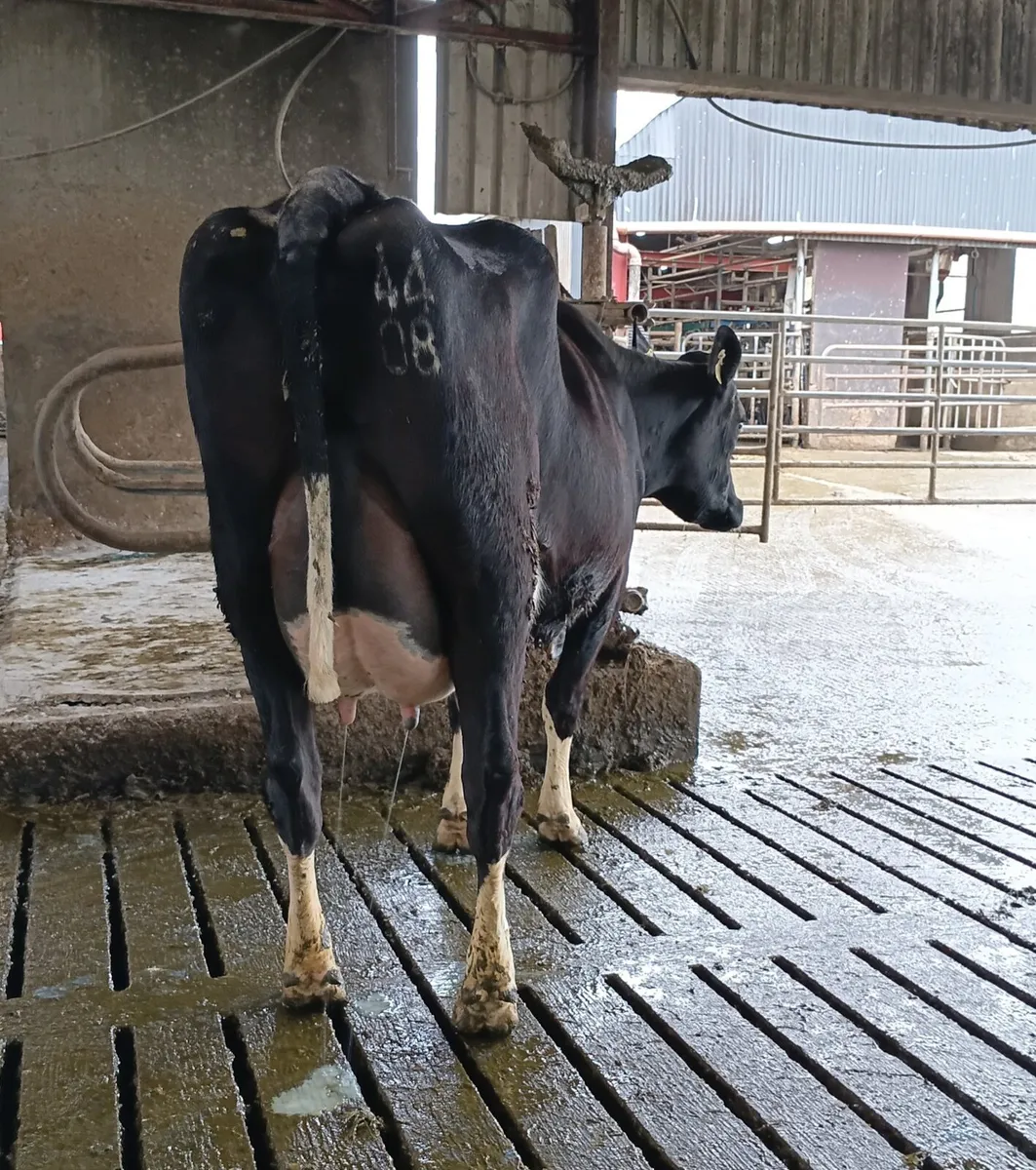 Freshly calved cows - Image 3