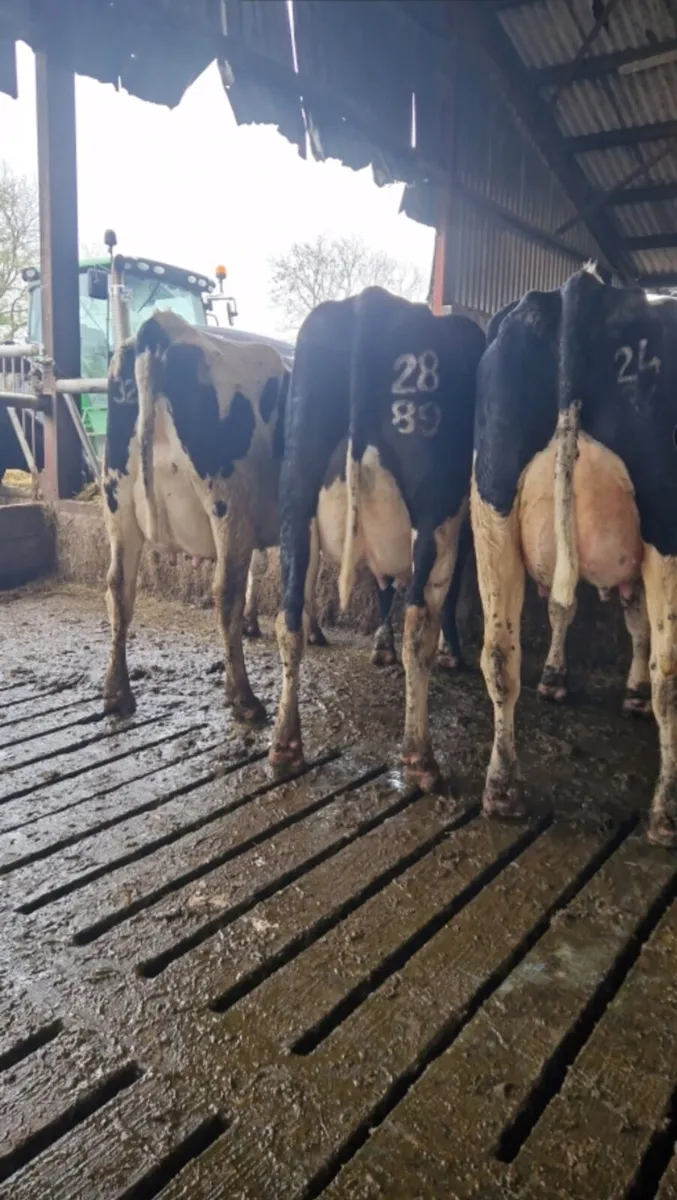Freshly calved cows - Image 4