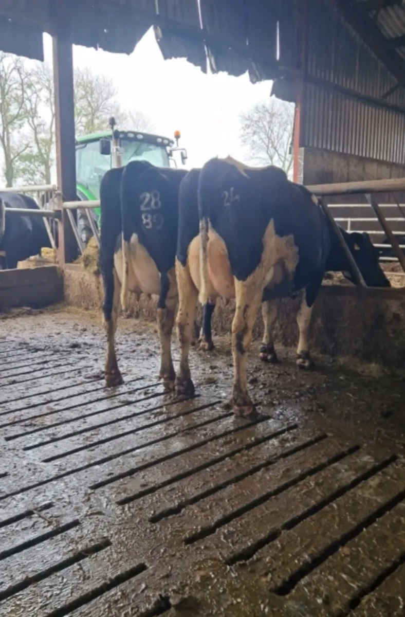Freshly calved cows - Image 1