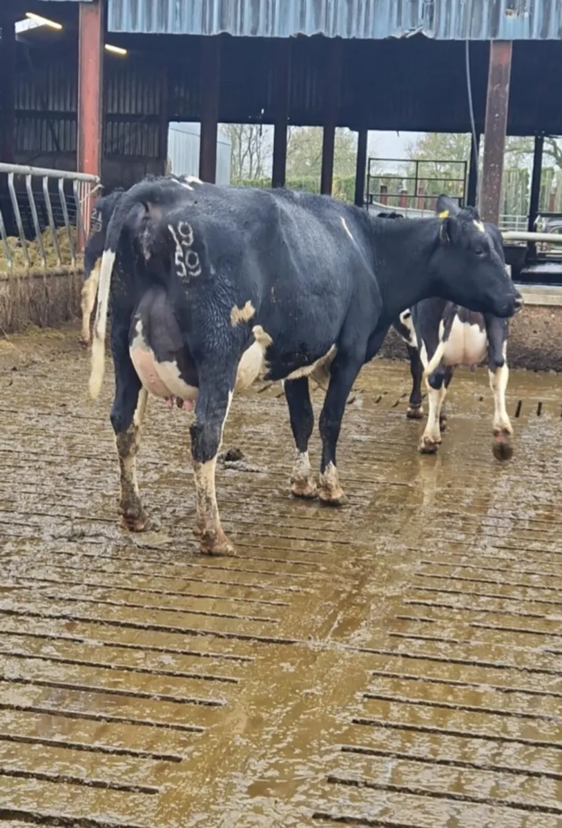 Freshly calved cows - Image 2