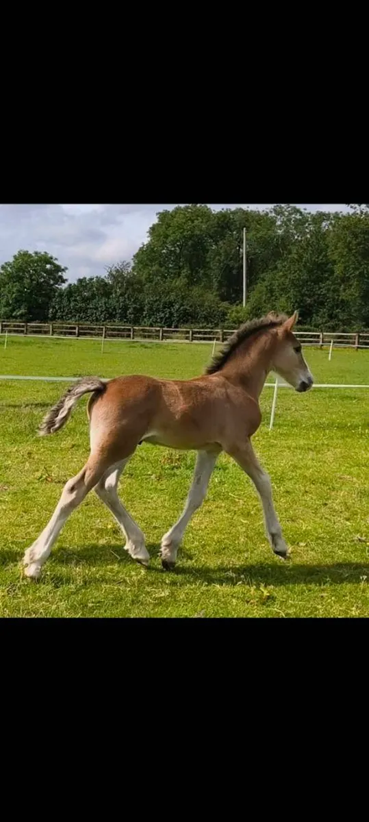 Mare and colt foal - Image 1
