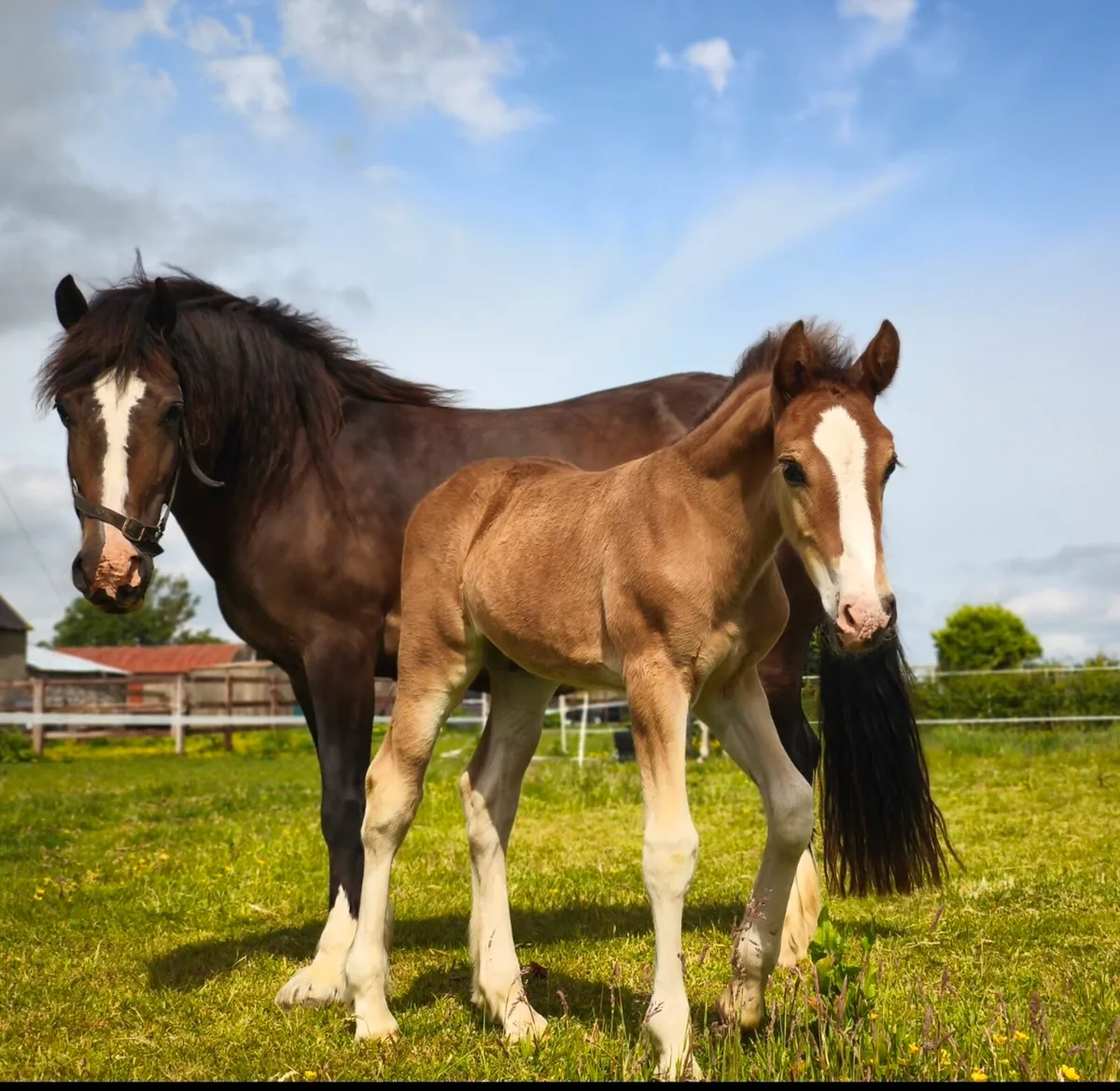 Mare and colt foal - Image 2