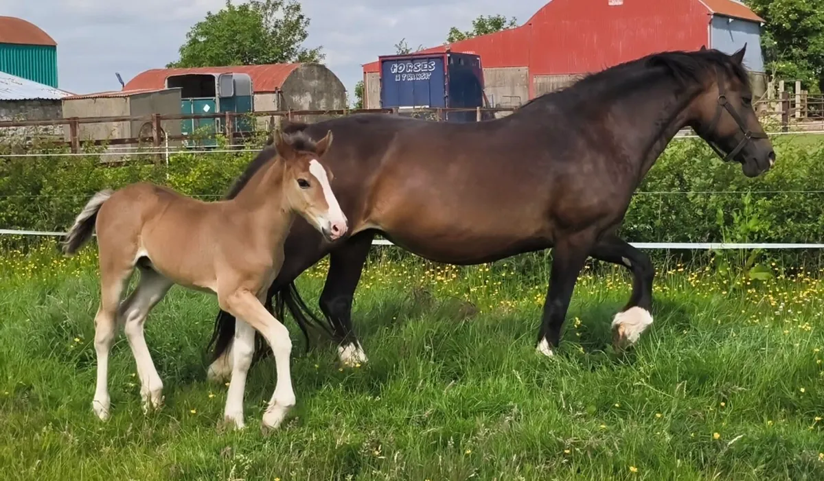 Mare and colt foal - Image 3