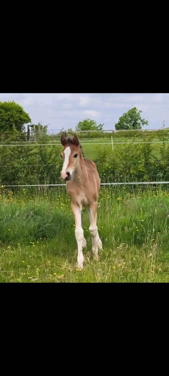 Mare and colt foal - Image 4