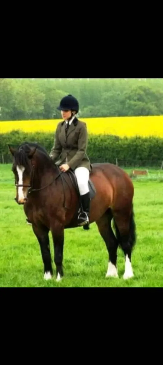 Welsh D Cob Broodmare - Image 4
