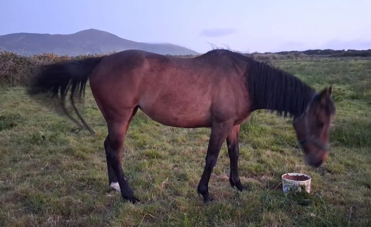 BT Valirann Filly X Kings Theatre Mare - Image 3