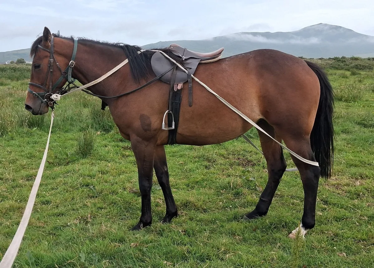 BT Valirann Filly X Kings Theatre Mare - Image 2