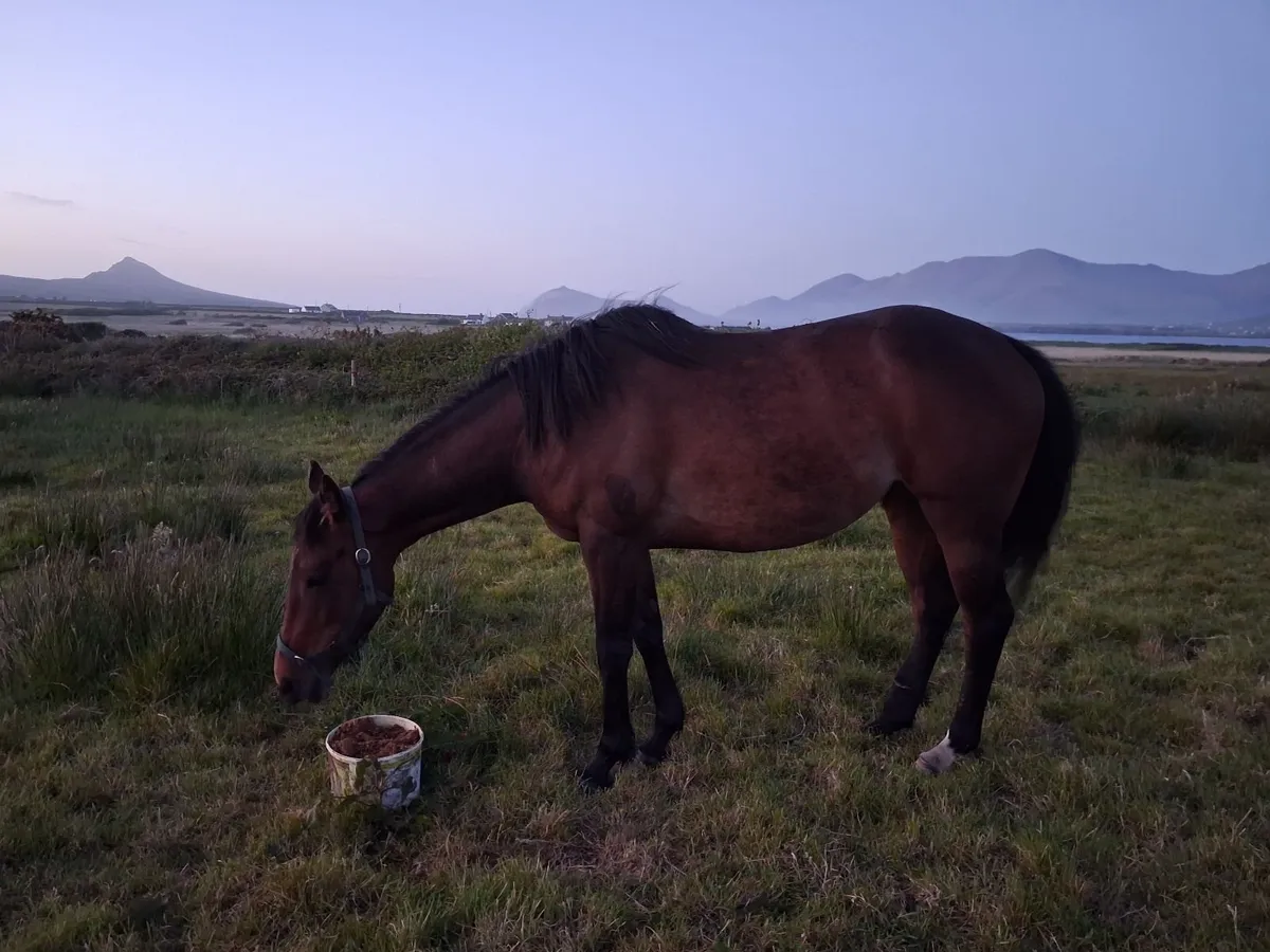 BT Valirann Filly X Kings Theatre Mare - Image 4