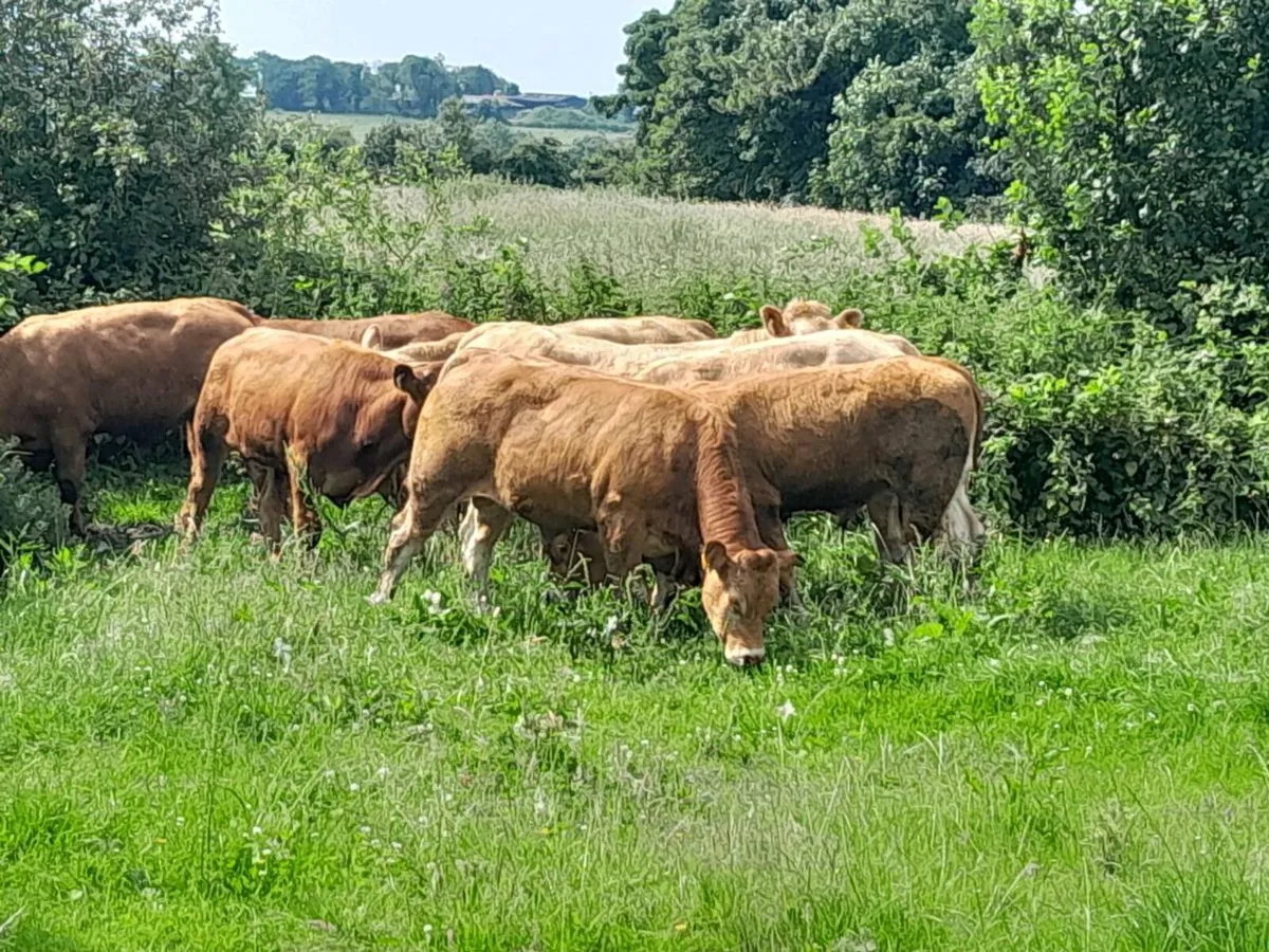 10 Smashing Continental bullocks - Image 2