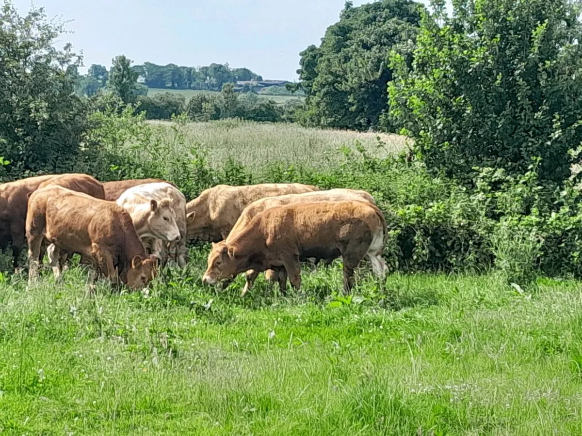 10 Smashing Continental bullocks - Image 3