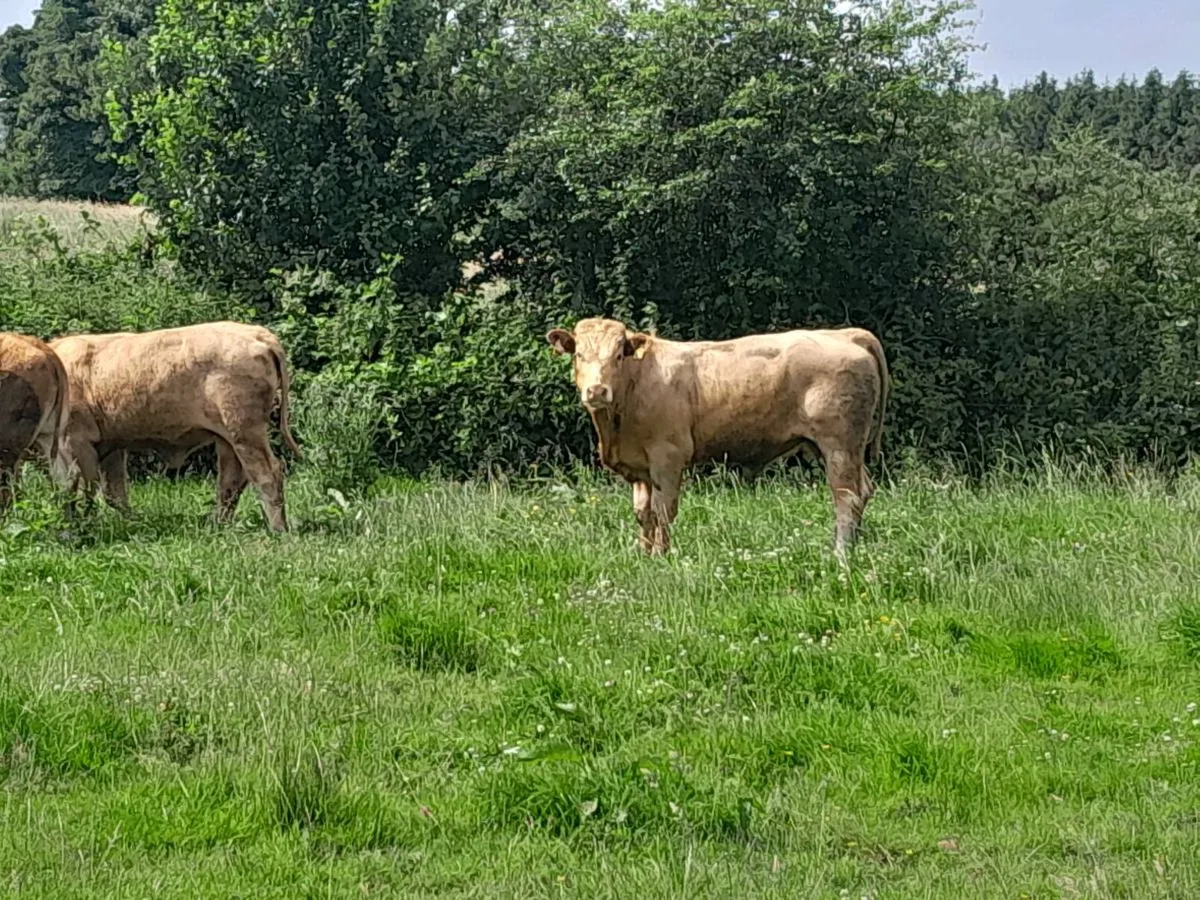 10 Smashing Continental bullocks - Image 4