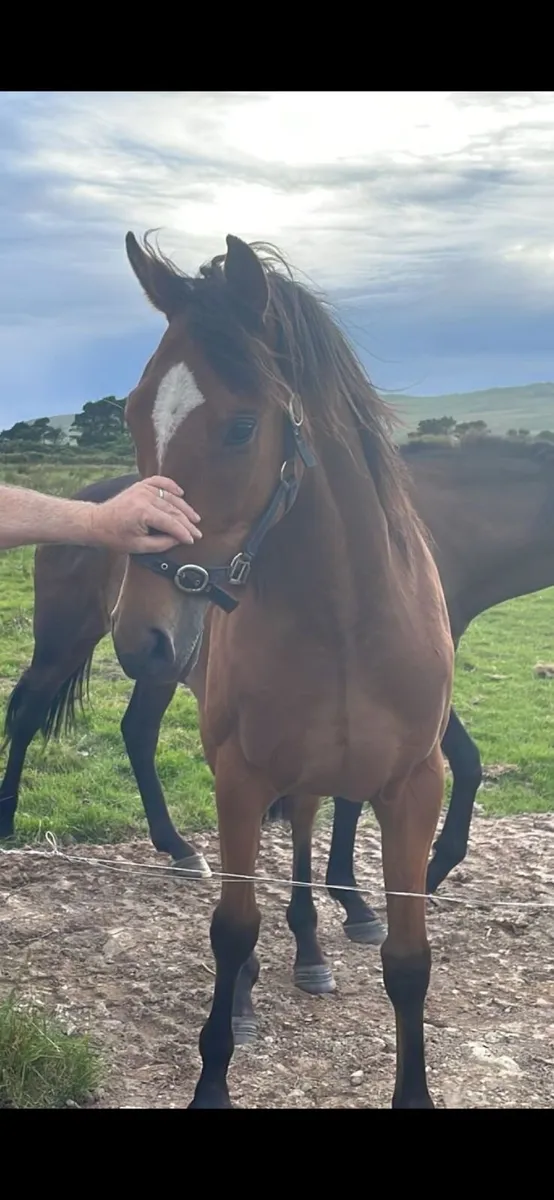 Hillstar 2yo X Kings Theatre Mare BT - Image 3