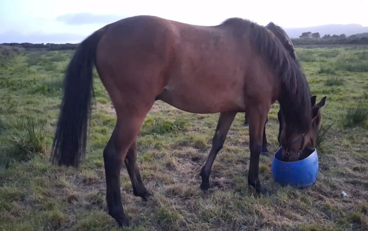 Hillstar 2yo X Kings Theatre Mare BT - Image 1