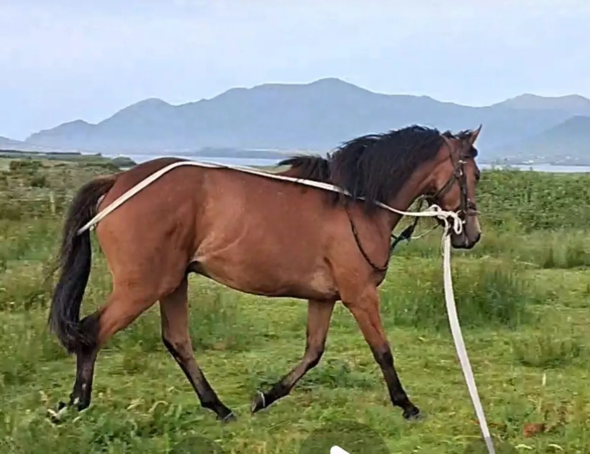 Hillstar 2yo X Kings Theatre Mare BT - Image 4