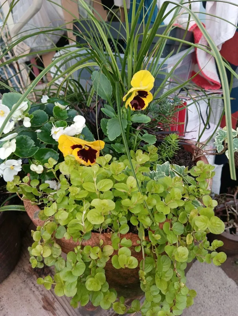 Beautiful pot full,30 - Image 3