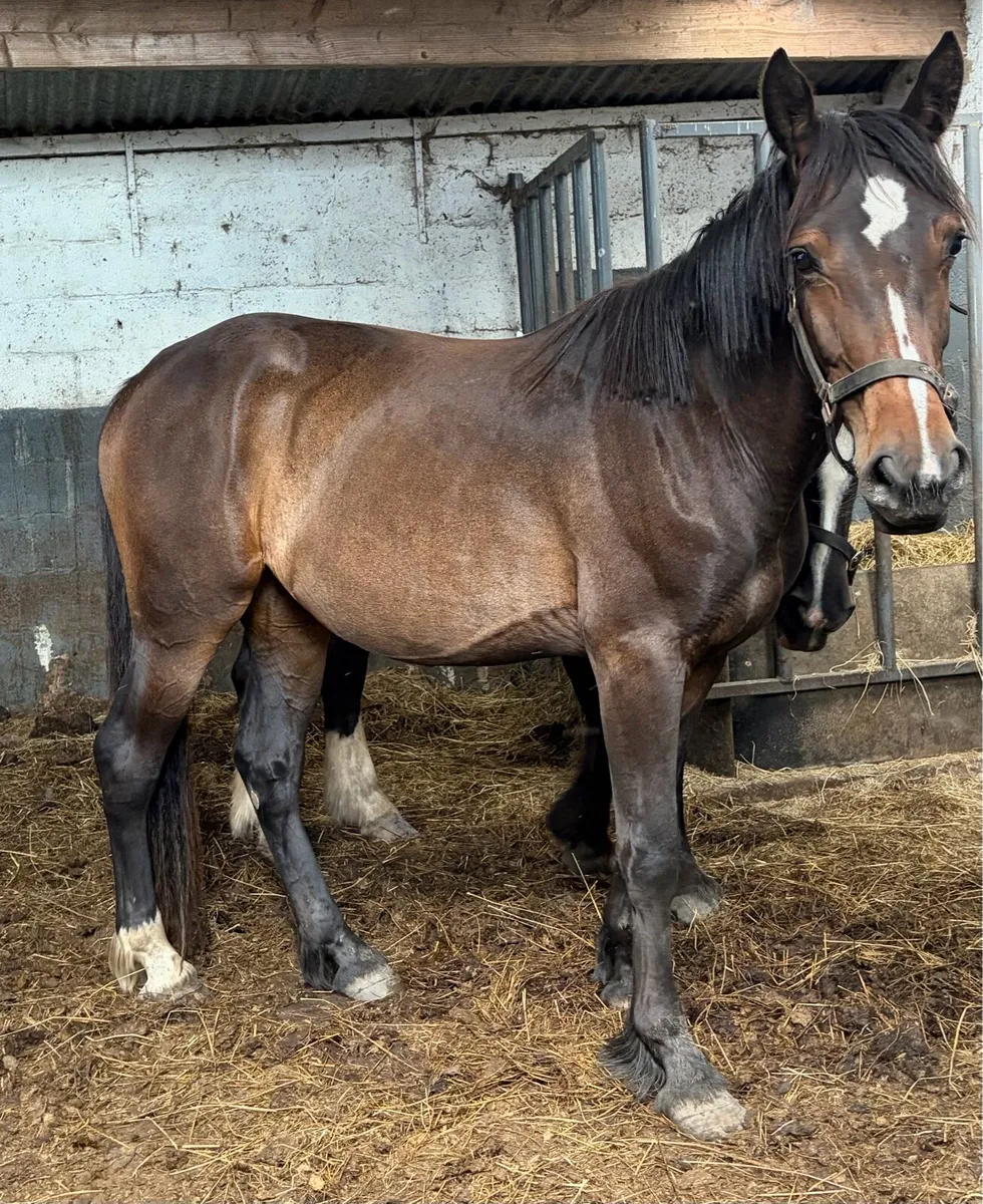 Filly - Image 1