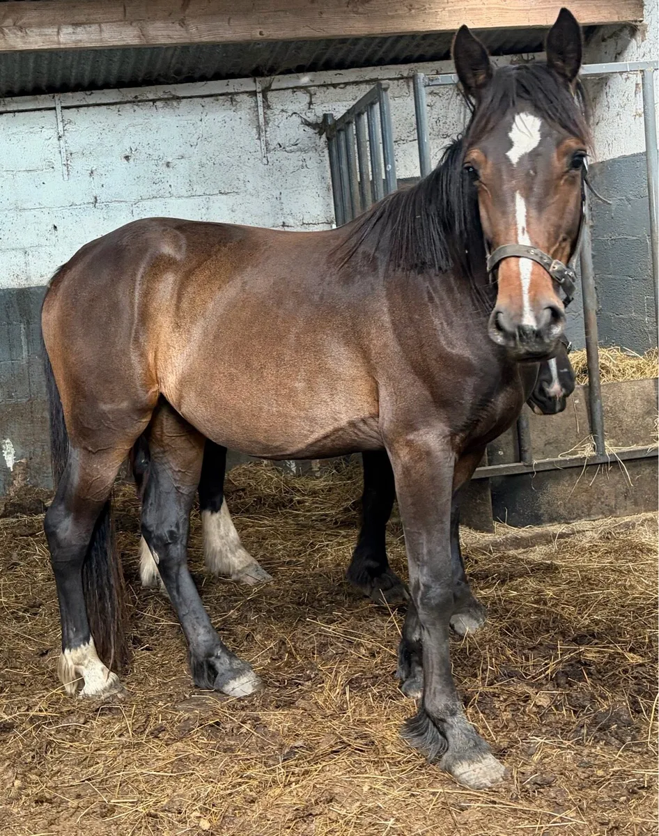 Filly - Image 2