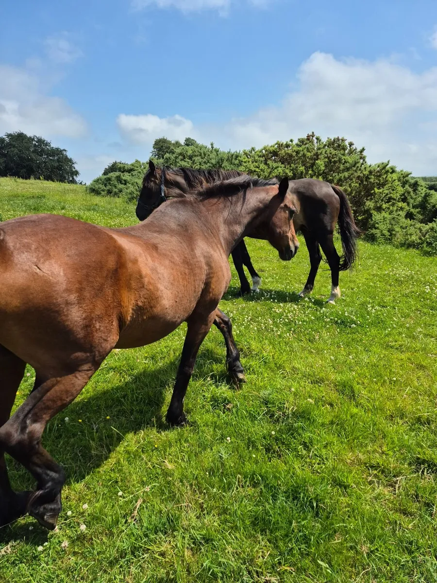 Beginners Pony - Image 2