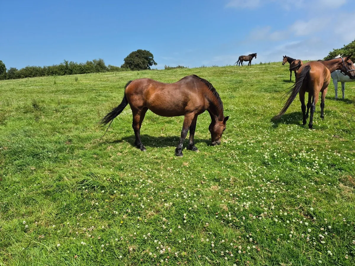 Beginners Pony - Image 1